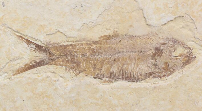 Bargain Knightia Fossil Fish - Wyoming #41139